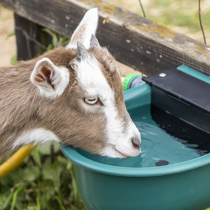 Automatic Cattle Drinking Bowl 4L | AFT01