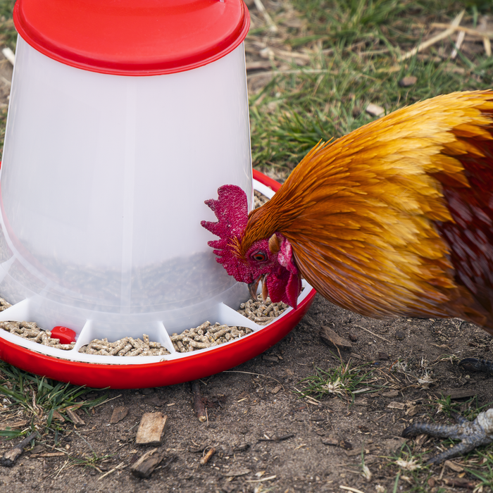 Poultry Feeder 3kg - Pack of 3 | AFT033