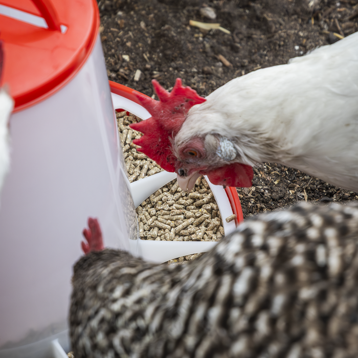 Poultry Feeder 6kg - Pack of 2 | AFT042
