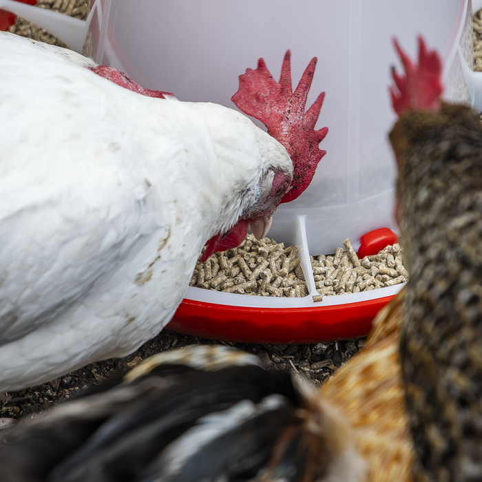 Poultry Feeder 6kg | AFT04