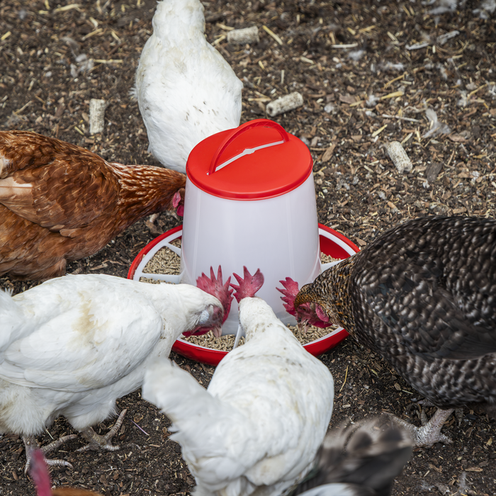 Poultry Feeder 6kg | AFT04