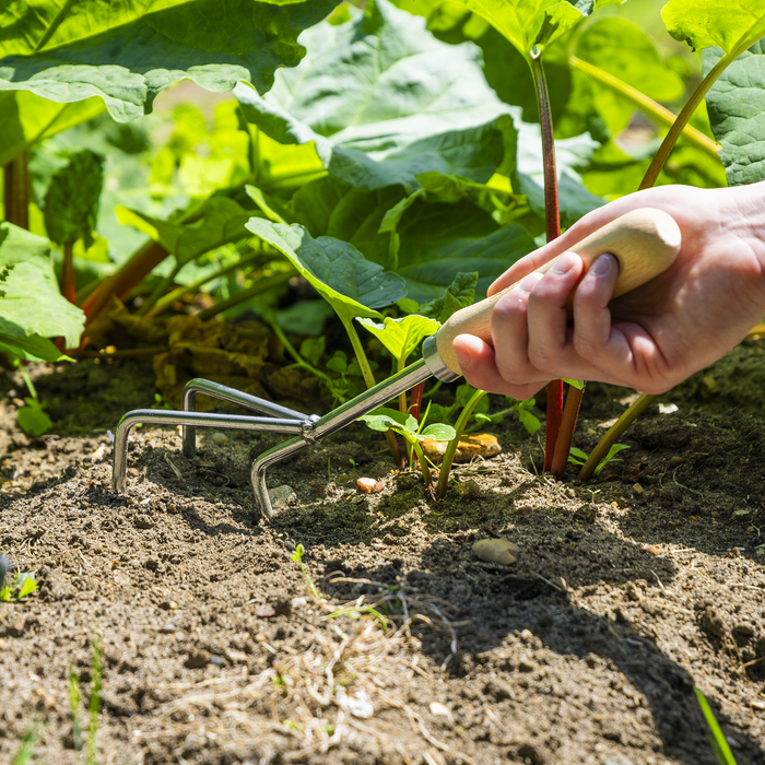 Premier Cultivator with Short Ash Handle & Stainless Steel Tines | GTWH005