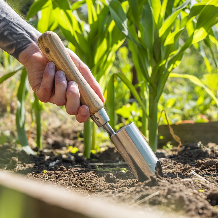 Premier Planter with Ash Handle & Stainless Steel Head | GTWH008